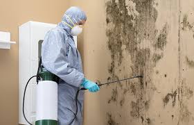 Reliable Ebensburg, PA Mold Inspection Solutions